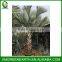 Bismarckia Nobilis Palms Trunk 2m