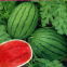 Bell Factory supply f1 hybrid watermelon seeds