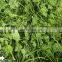 Asiatica leaf/wholesale centella asiatica from Vietnam