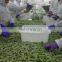 Sinocharm New Crop Season Frozen Shelled Edamame IQF Soy bean Kernels With BRC Certificate