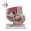 HC-S271 Medical Human pregnant uterus 2 parts for teaching model/Anatomy Childbirth model