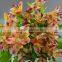 Gift hotsell alstroemeria flowers