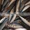 FAO 61 Japanese mackerel fish