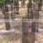 plastic extruded mesh tree guards
