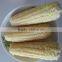 IQF sweet corn with best quality