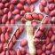 sea flower peanuts kernel