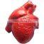 ECOZONE BANDAI Factory Retail green pu foam anatomy polyurethane heart