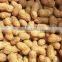 Hot Selling Yummy Roasted and Salted Peanuts