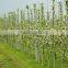 Fiberglass/GRP fiberglass rod stick pole plastic flexible garden plant support stakes/rods/sticks