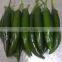 GREEN CHILI