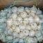 Fresh Garlic Supplier In China