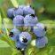 Freeze Dried Blueberry Slice