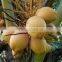 Coconut Oil