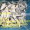 Wholesale Frozen ARROWTOOTH FLOUNDER(ATF) Fish Portion