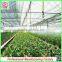 Venlo polycarbonate sheet garden greenhouses for sale