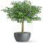wholesale artificial home bonsai tree live ficus tree artificial bonsai banyan tree