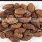 Export Cheap price Sterculia Lychnophora/Vietnam Orangutan seeds Malva Nut