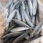 Pacific Mackerel 100-200