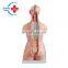 HC-S240 Human anatomical model ,85CM two-sex torso model 23 pieces/Human Unisex Torso Model