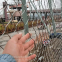 High Strength Diamond Ferrule Stainless Steel Cable Woven Wire Rope Mesh Net for Aviary Zoo Net