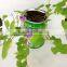 Mini Plant Sunflower Can Flower