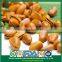 Bulk Popular Fast Food Open Pine Nuts in Shell