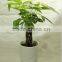 20cm pachira good luck money tree aquatica macrocarpa malabar chestnut hot sale in USA market