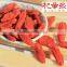 Ningxia Dried Red Fruit gojiberry/goji berry in bulk