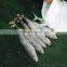 Sea Frozen Fresh Spanish Mackerel For Sale