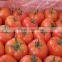 Fresh Tomato Exporter From China