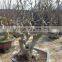 Lagerstroemia Indica L. Nursery