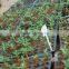 Desert Rose Seeds From China