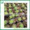 Colorful Succulent Plant