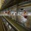 Pullet Cages for breeders