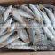 Online Store Suppliers Frozen Mackerel