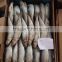 good price wholesale round frozen pilchard for canning