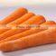 Top quality fresh vegetables Chinese fresh carrots