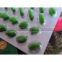 P57 Hoodia Cactus Slimming Capsule-China top herbal effective weight loss product