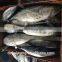 Frozen Bonito Auxis tapeionsoma for sale with size 1000g up