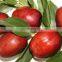 Dates Sauce Gounda Dates Syrup Machine Dates Palm Paste Making Machine