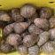Fresh Taro