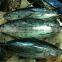 Frozen skipjack tuna whole round on sale!!