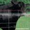 Cattle Sheep Annimal Fence/field Fence (manufacture)