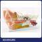 High quality Ear anatomy model from Soundlink