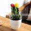 mini colorful flowering plants cactus