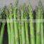 New Crop Canned Whole Green Asparagus spears 425g