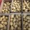 Holland fresh potato with cheap price importer in malaysia