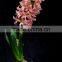 Hydroponic Dutch Hyacinth Flower Bulbs, Hyacinthus Orientalis