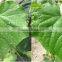 organic Amino acid NPK vigoroot liquid fertilizer