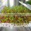 500kg/day muti-function barley sprout machine for cattle/sheep/cow with ccc/ce certificate